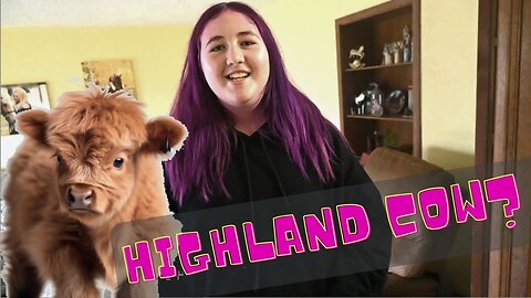 Surprising Them With A baby Mini Highland Cow