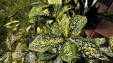 Explore the captivating Dracaena surculosa Lindl,gold dust dracaena, Spotted dracaena,Bambu jepangv