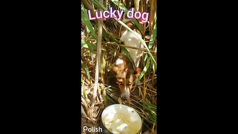 #Lucky dog comes back to life