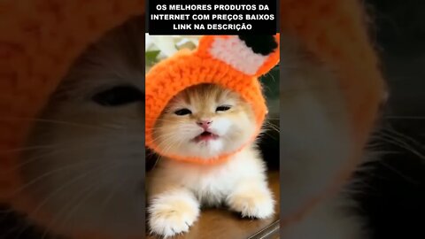 gatinho com chapéu de coelho