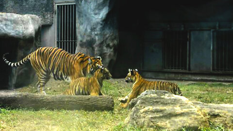 Tiger Cubs with Mom at Colombo Zoo