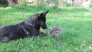 Emu Chick Loves To Bond With German Shepherd Best Friend