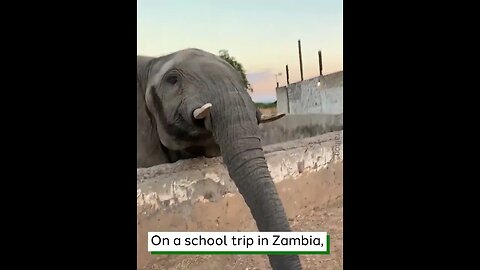 Elephant Doesn't Like Selfies hd #viralclips #viralvideos