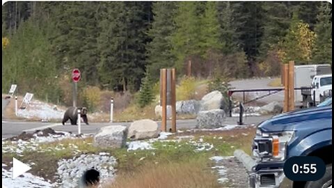 Grizzly Bear Chases Herd Of Big Horn Sheep