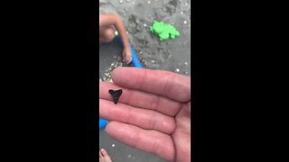 Found a shark tooth on first try!