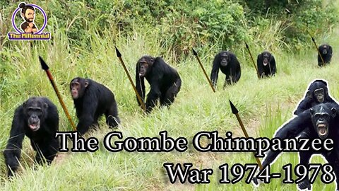What does the Gombe Chimpanzee War say about our past?