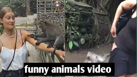 Funny animal video Laugh Out Loud: Hilarious Animal Videos