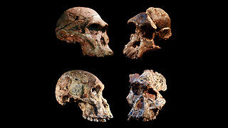 The Cradle of humankind
