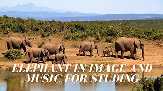 Elefante em imagem e música para estudar