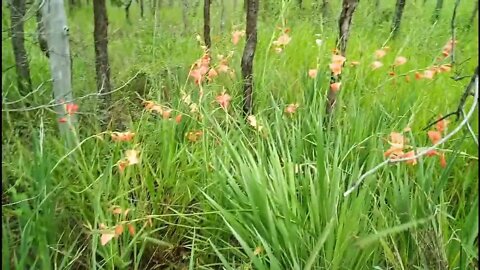 Native Gladiolus on our property