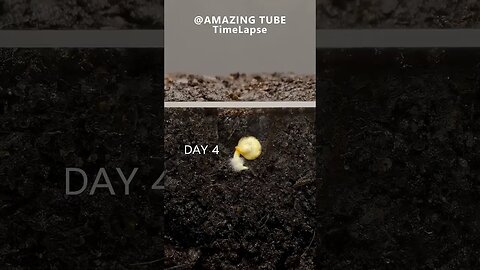 Growing Red Bell Pepper Plant - Time Lapse (720p)