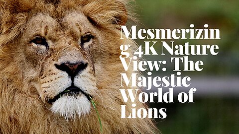 Mesmerizing 4K Nature View: The Majestic World of Lions