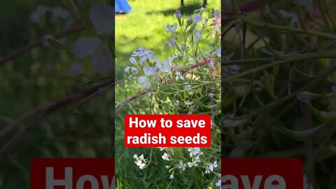 How To Save Your own Radish Seeds