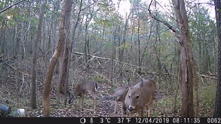 Game Cam Footage Early Nov. 2019