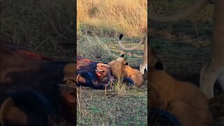 Playing With Food... #Wildlife | #ShortsAfrica