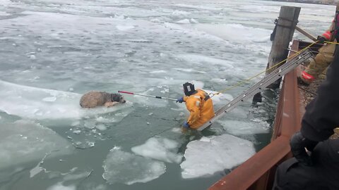 WATCH: Wyandotte police & fire rescue dog from ice float in Detroit River
