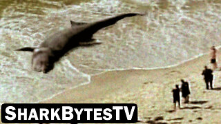 Shark Bytes TV Ep 18, Giant Monster Submarine Shark Found at the Beach - Mega Sharks