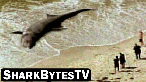 Shark Bytes TV Ep 18, Giant Monster Submarine Shark Found at the Beach - Mega Sharks