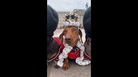 Royal palace guards #cutepuppy #cutedog #cutepet #royal #guards