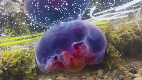 Underwater shot of ocean jelly fish