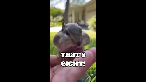 Cute 💕 squirrel : That's Eight 🥰