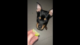 Funny dog says no to LIME 🐶 #viral #comedy #funny #dog #Rottweiler