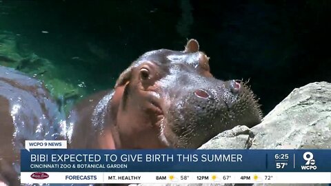Bibi expected to give birth despite the hippo being on birth control
