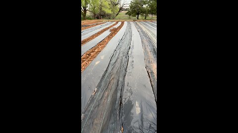 Planting onions!