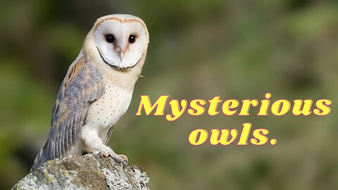 Mysterious owls.