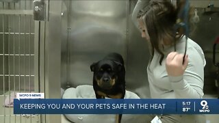 Keeping you and your pet safe