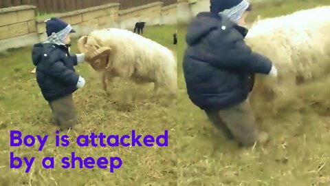 Boy Is Attacked By a Sheep