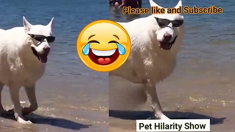 Fun with the Non-Stop Funniest Cat and Dog Video | Funny animal video part-02 #shorts #short #viral
