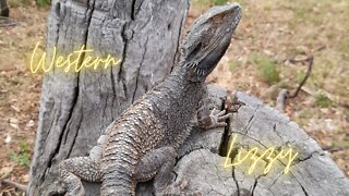 Western Lizzy the Bearded Dragon