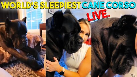 World's Sleepiest Cane Corso LIVE 😴