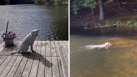 Dog Switches To Turbo Mode To Fetch Toy Out Of Water