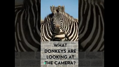 Riddles What donkeys are looking at the camera