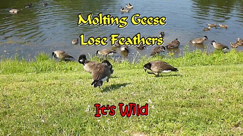 Molting Geese Lose Feathers
