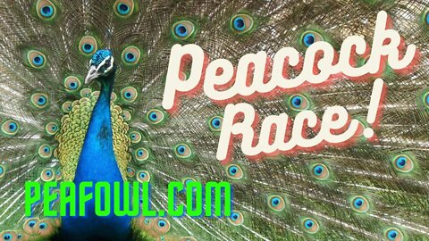 Peacock Race, Peacock Minute, peafowl.com