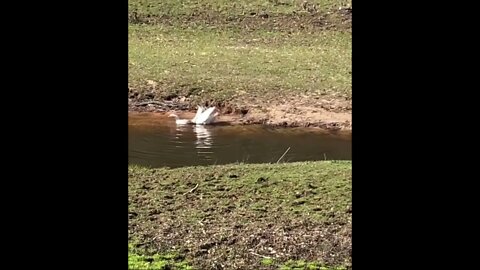 Goose honks after mating