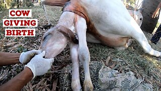 COW GIVING BIRTH | The Hoof GP
