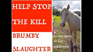 Meet Guy Fawkes 17/M2. Horses like her are classified as pests. Gov slaughters wild horses/ brumbies