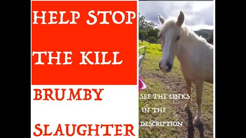 Meet Guy Fawkes 17/M2. Horses like her are classified as pests. Gov slaughters wild horses/ brumbies