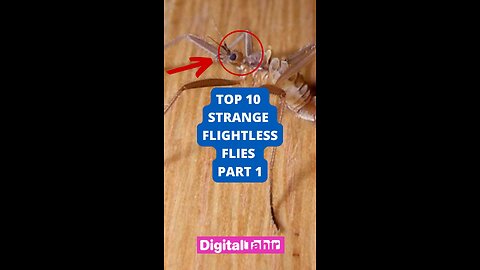 Top 10 Strange Flightless Flies Part 1