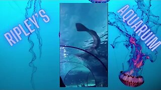 Ripley's Aquarium, Myrtle Beach