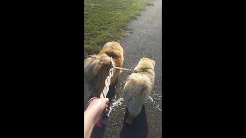 CHOW CHOW - Dog Breed - Walkies - Walk with Your Friend!