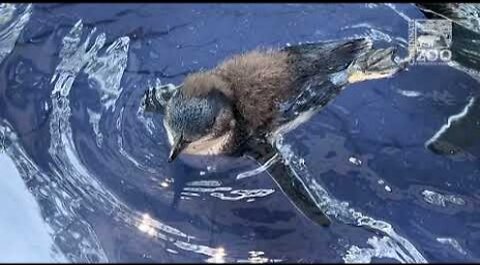 First Swim for 3 Little Penguin Chicks - Cincinnati Zoo
