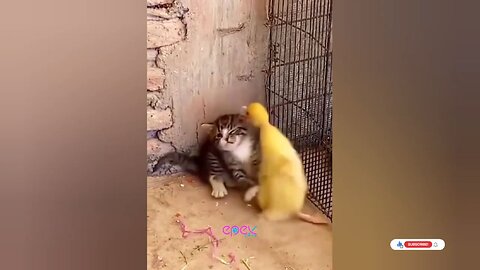 Cat vs duck, who's gonna win funny animal