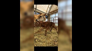 New born calf takes its first steps