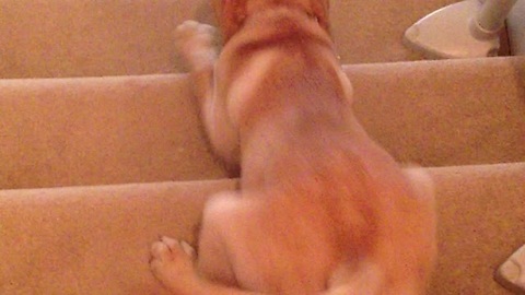 Cute Labrador sliding down the stairs with joy