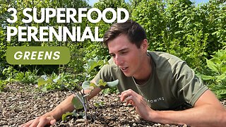 3 Superfood Perennial Greens To Grow In Your Food Garden
